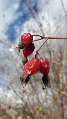 Rosa pisocarpa