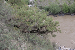 Juniperus polycarpos
