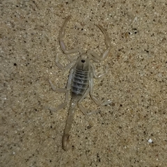 Paruroctonus xanthus