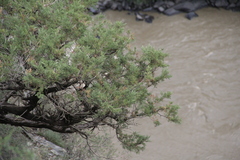 Juniperus polycarpos