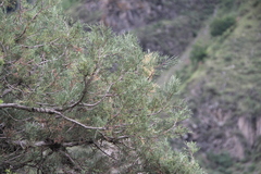 Juniperus polycarpos
