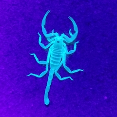Paruroctonus xanthus