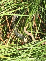 Coluber constrictor anthicus