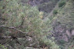 Juniperus polycarpos