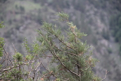 Juniperus polycarpos