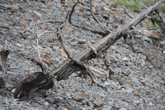 Juniperus polycarpos