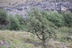 Juniperus polycarpos