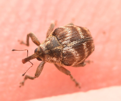 Coeliodes ruber