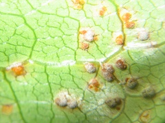 Puccinia coprosmae