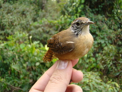 Cantorchilus leucotis