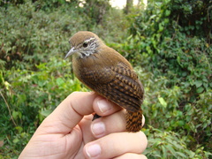 Cantorchilus leucotis
