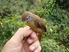 Cantorchilus leucotis