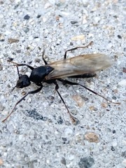 Formicidae