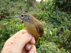 Cantorchilus leucotis