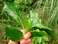 Puccinia coprosmae