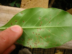 Puccinia coprosmae