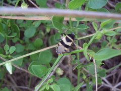 Largus fasciatus