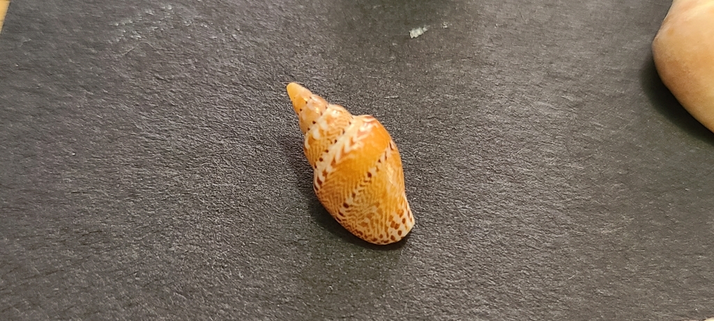 Smooth Dovesnail