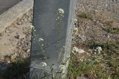 Capsella grandiflora