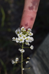 Capsella grandiflora