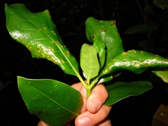 Puccinia coprosmae