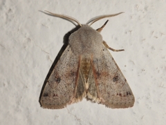 Perigrapha rorida