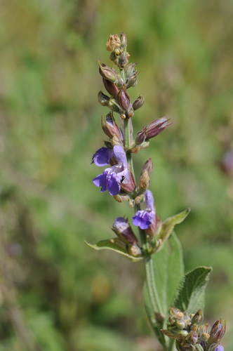 Sage (Common) plant photo (Salvia officinalis)