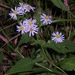 Symphyotrichum prenanthoides - Photo (c) Julie, μερικά δικαιώματα διατηρούνται (CC BY-NC), uploaded by Julie