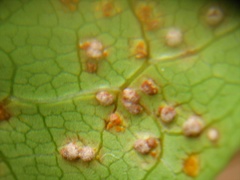 Puccinia coprosmae
