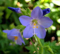 Polemonium foliosissimum