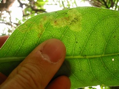 Corythoxestis zorionella