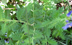 Polemonium foliosissimum