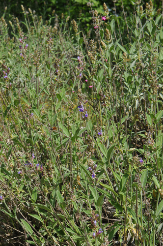 Salvia officinalis