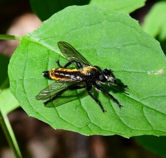 Laphria sericea