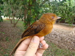 Cnipodectes superrufus