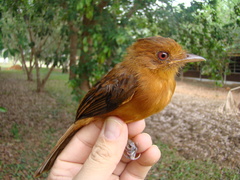 Cnipodectes superrufus