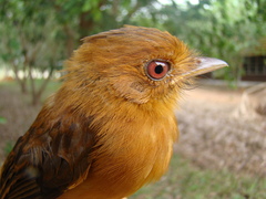 Cnipodectes superrufus