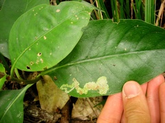 Corythoxestis zorionella