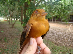 Cnipodectes superrufus