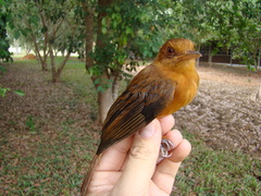 Cnipodectes superrufus