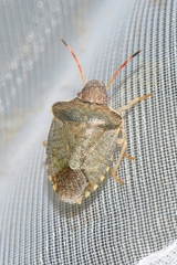 Peribalus strictus strictus