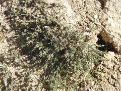 Thymus zygis sylvestris