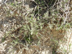 Thymus zygis sylvestris