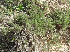Thymus zygis sylvestris