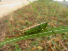 Conocephalus exemptus