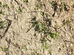 Plantago albicans
