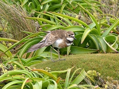 Charadrius bicinctus exilis