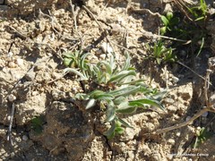 Plantago albicans