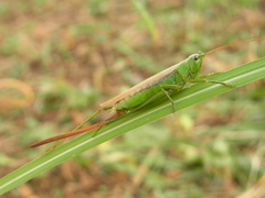 Conocephalus exemptus