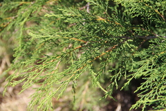 Microbiota decussata